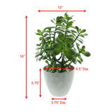 16 in. Potted Faux Jade Plant Home Décor | Artificial Crassula Ovata Succulent Money Tree in Melamine Pot | Fake Greenery for Office, Home, Kitchen, Bathroom, Bookshelf